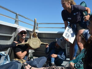lab whale watching image 3