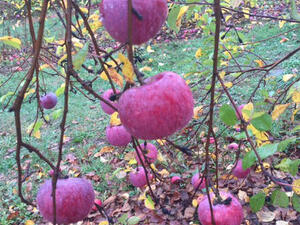 Apple Picking at Smolak Farms image 11