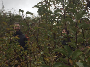 Apple Picking at Smolak Farms image 14