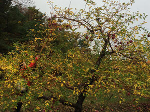 Apple Picking at Smolak Farms image 23