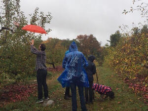 Apple Picking at Smolak Farms image 3