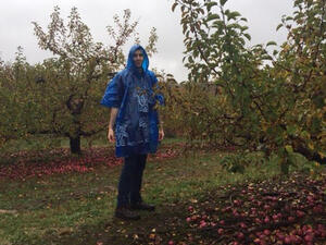 Apple Picking at Smolak Farms image 4