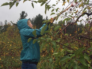 Apple Picking at Smolak Farms image 7