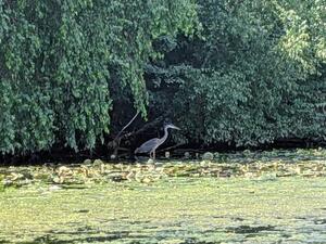 Lab Kayaking Trip Summer 2019 image 18