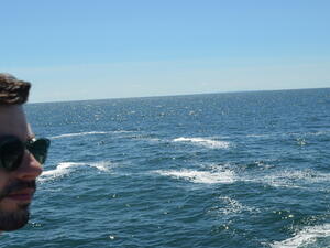 lab whale watching image 6