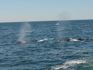 lab whale watching image 9